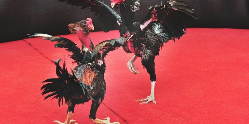 Thuật ngữ đá gà 68WIN dùng trong đá gà trực tiếp