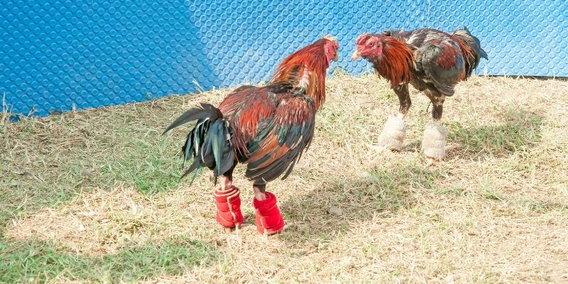 Giới thiệu về đá gà 68WIN trực tuyến